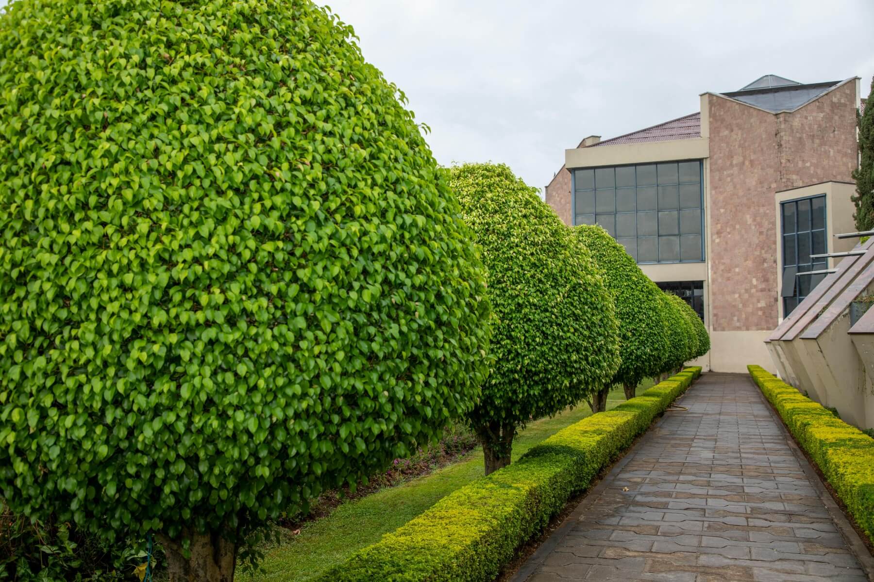 Mature topiary trees lining a formal garden pathway designed by Heritage Gardens