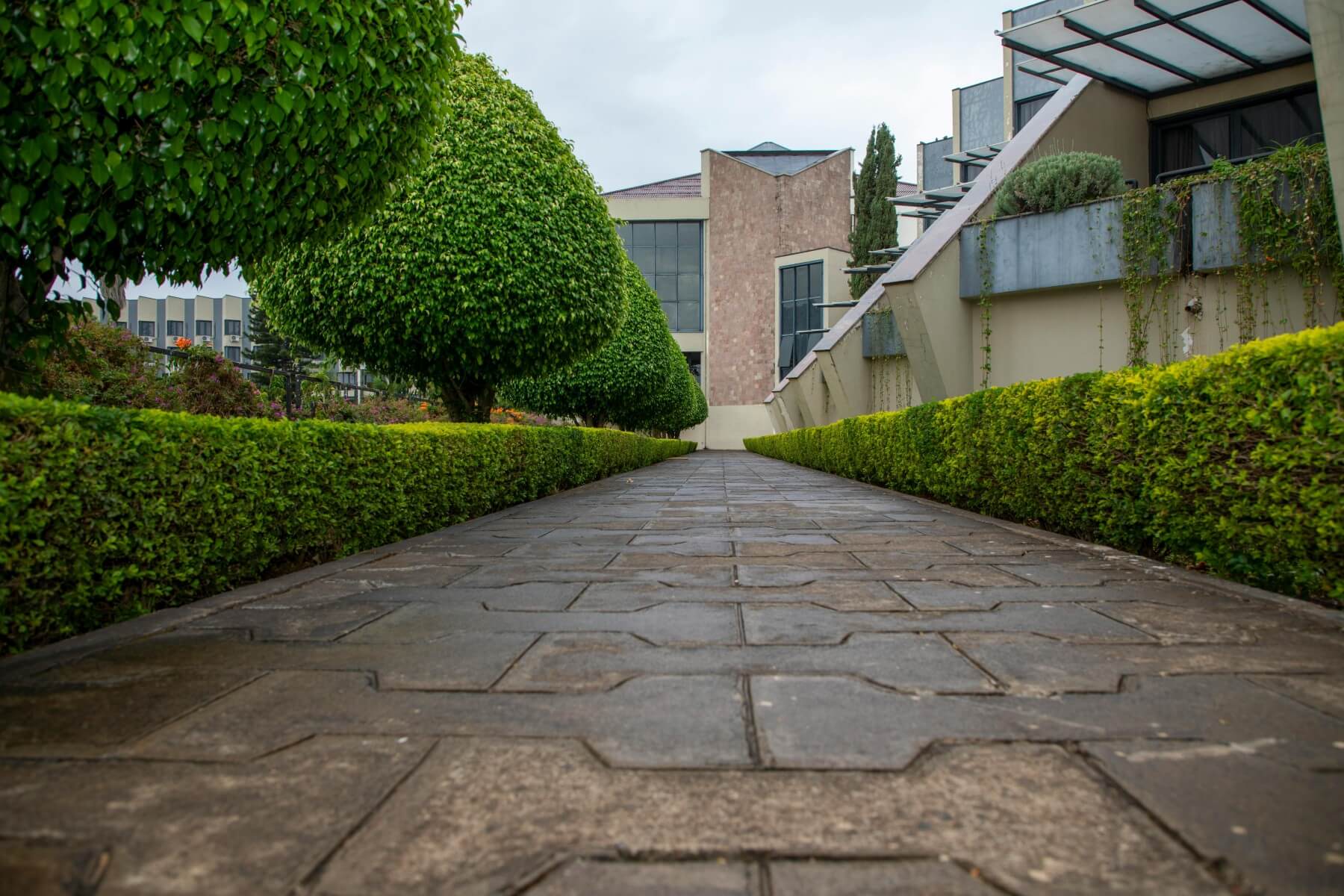 A formal stone path through topiary in a designed garden